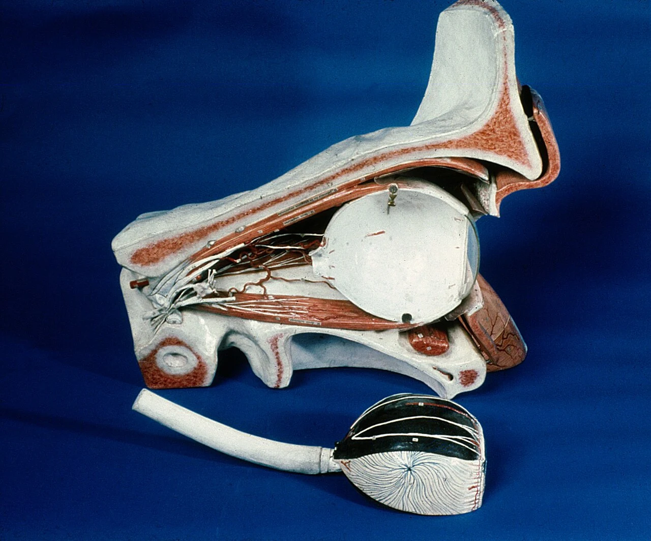 Een demontabel oogmodel van Auzoux, in zijaanzicht. Wellcome Collection, CC BY 4.0.