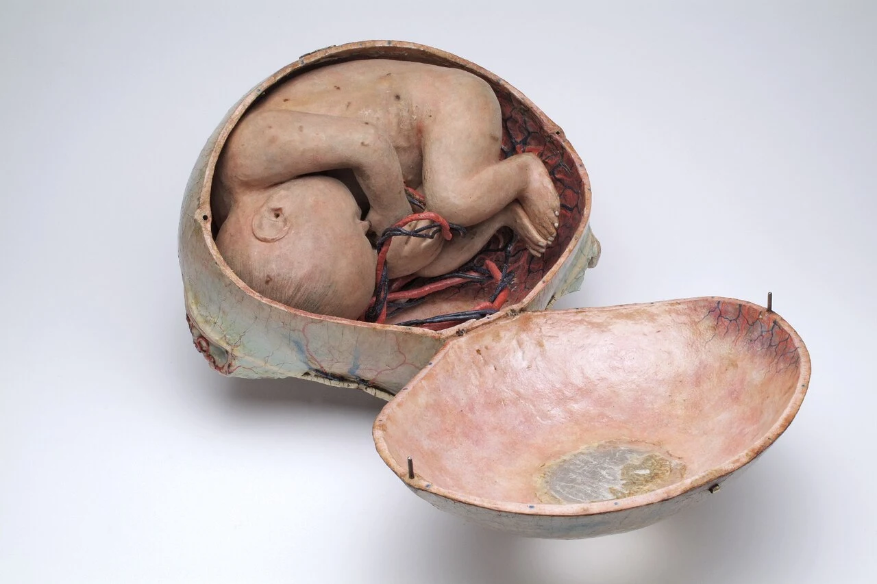 Een zwangerschapsmodel van papier-maché van Auzoux. Museum Boerhaave, Leiden, CC BY-SA 3.0.