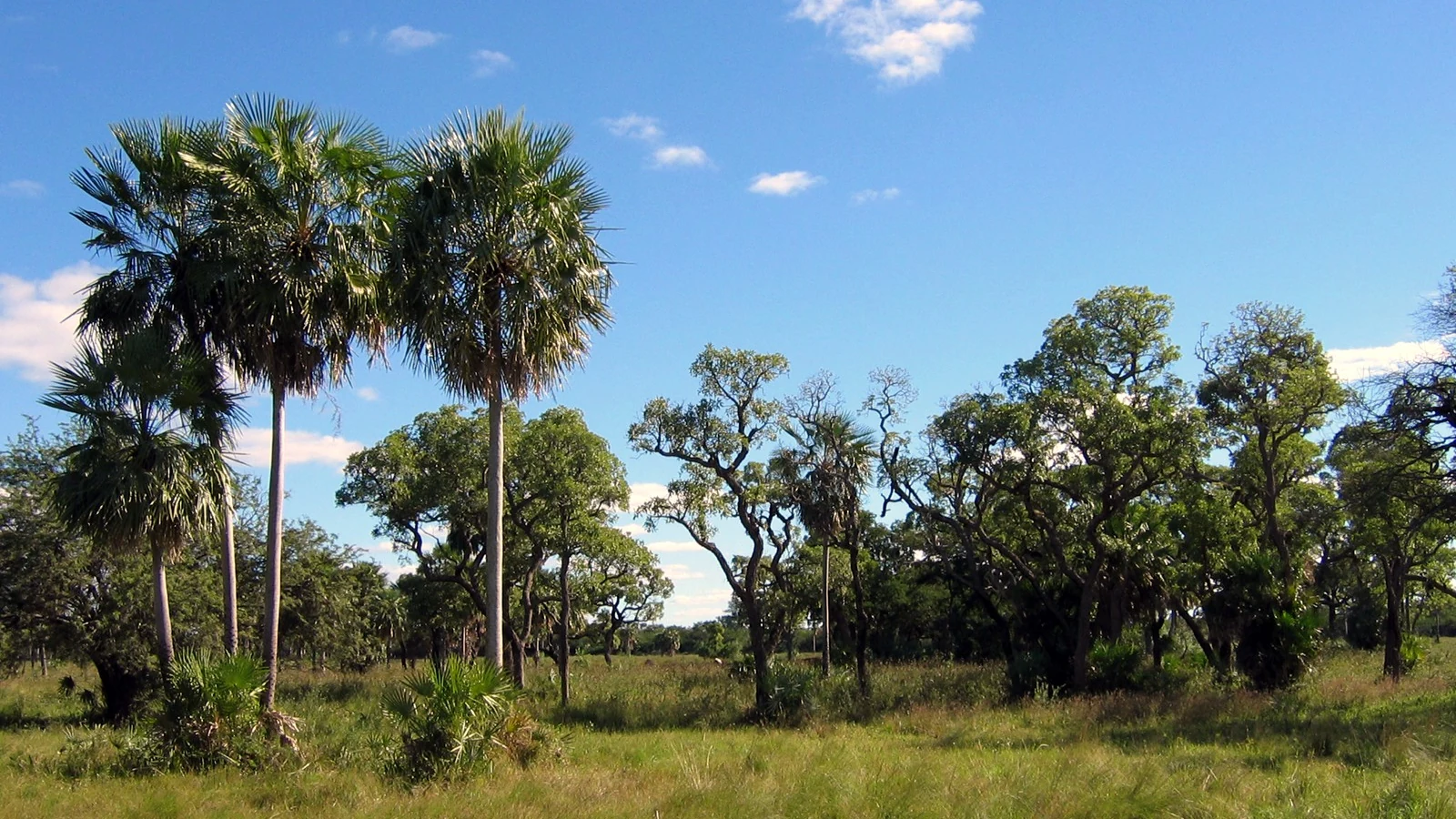 Landschaft im Gran Chaco in Paraguay.