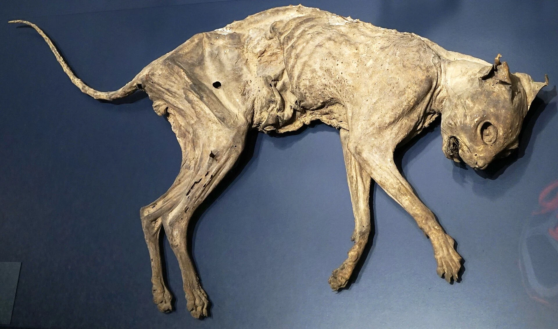Een gemummificeerde kat uit het oude Egypte.