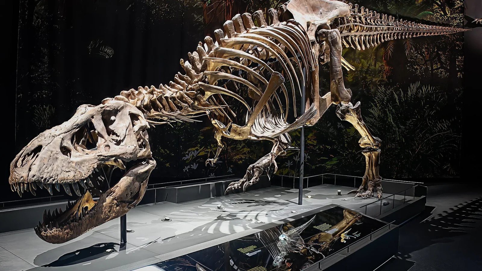 T. rex Trix in Naturalis Leiden.