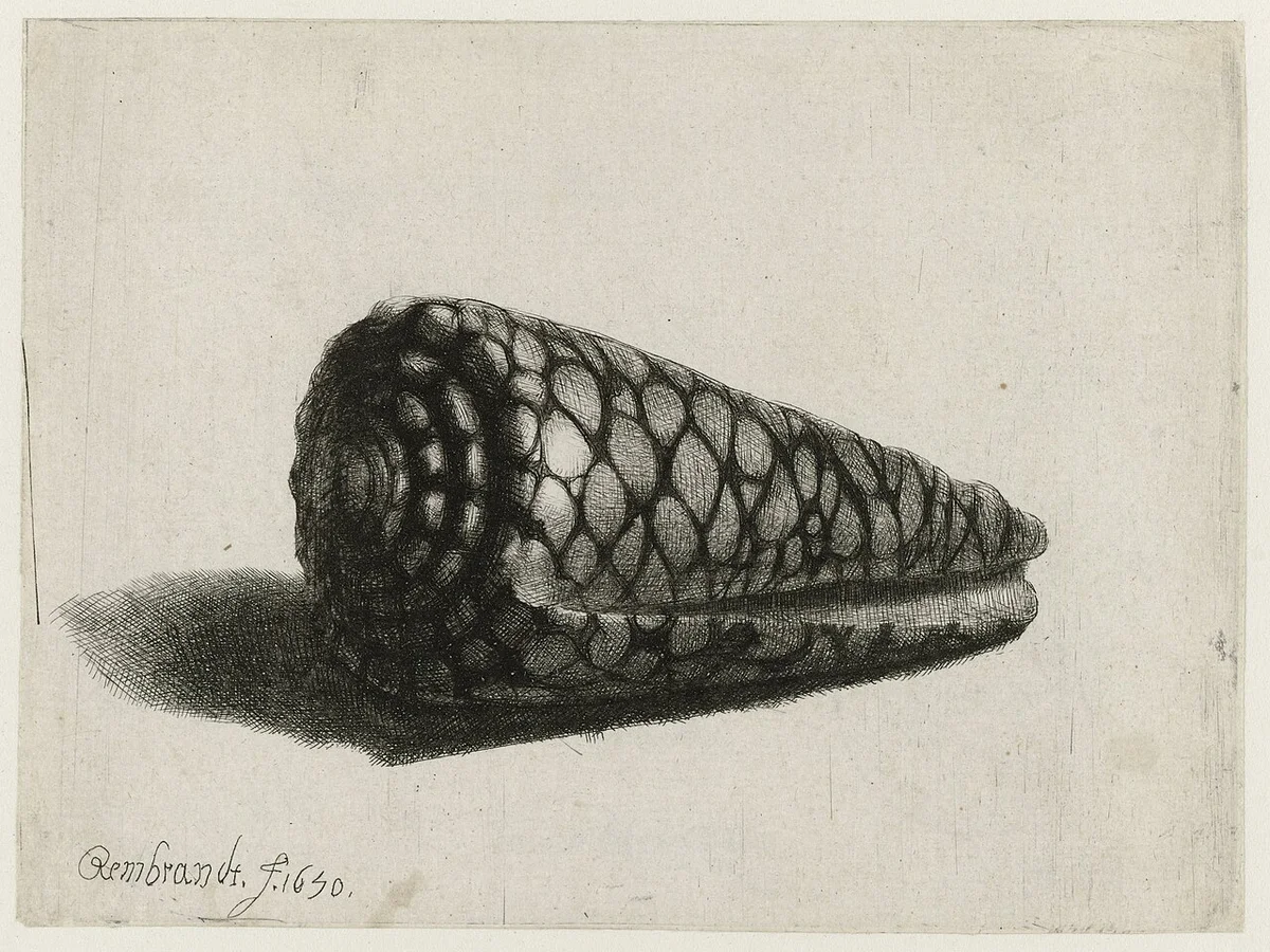 Rembrandt, De schelp: een afdruk van een prentplaat. Rijksmuseum.