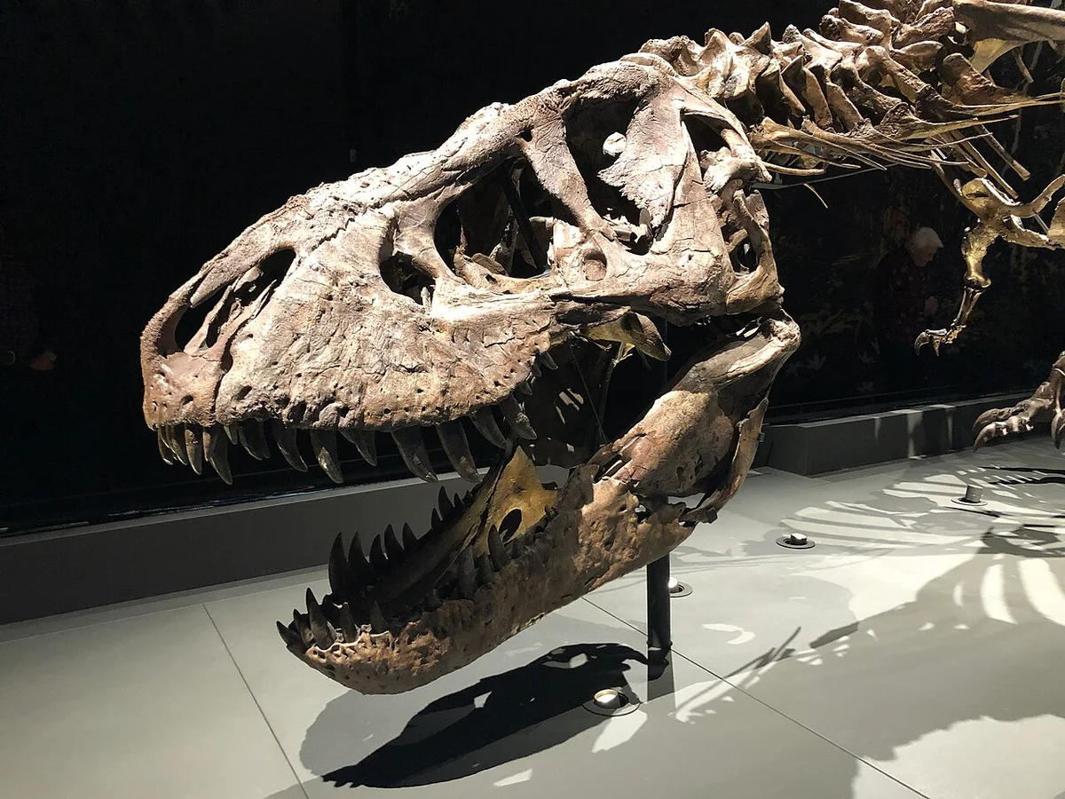 Een tweede aanzicht van Trix in Naturalis, Leiden.