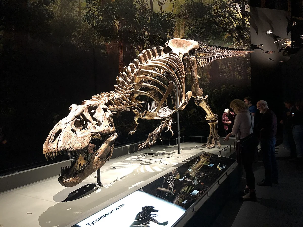 Het skelet van Tyrannosaurus rex Trix in Naturalis, Leiden.