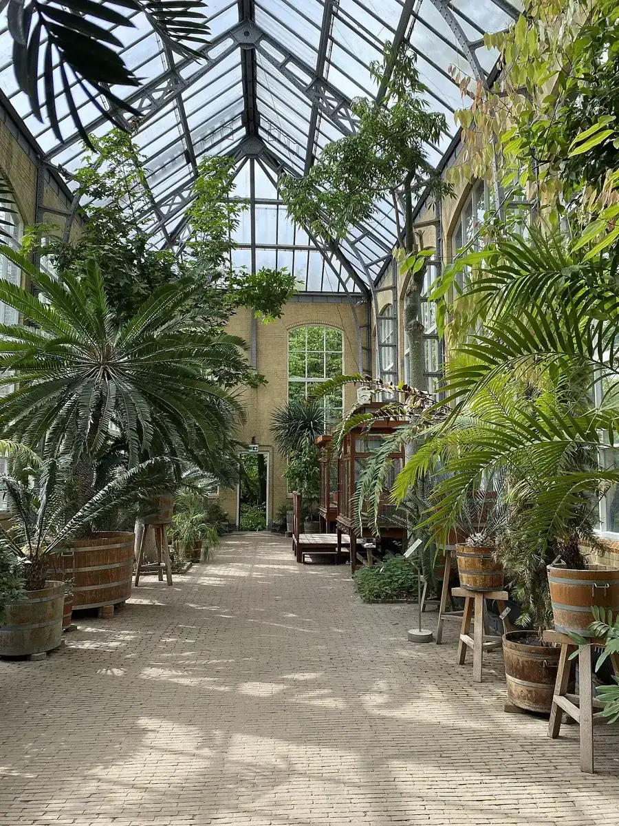 Palmen en andere planten binnen een kleine kas in Amsterdam.